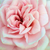 Różowy  - Róże miniaturowe - Blush Parade®